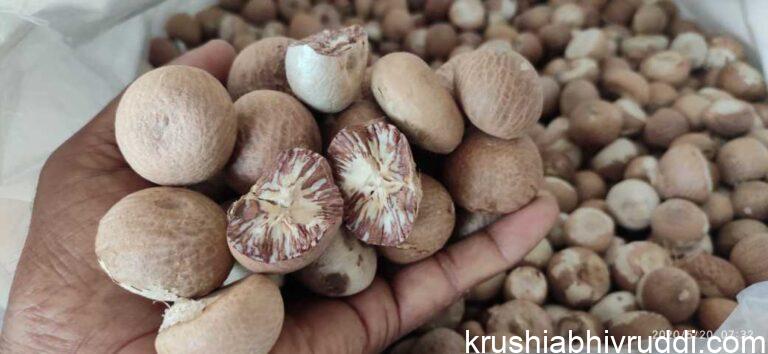 ಅಡಿಕೆ ಧಾರಣೆ ನೀರಸ- ಮುಂದಿನ ಸ್ಥಿತಿ ಏನು