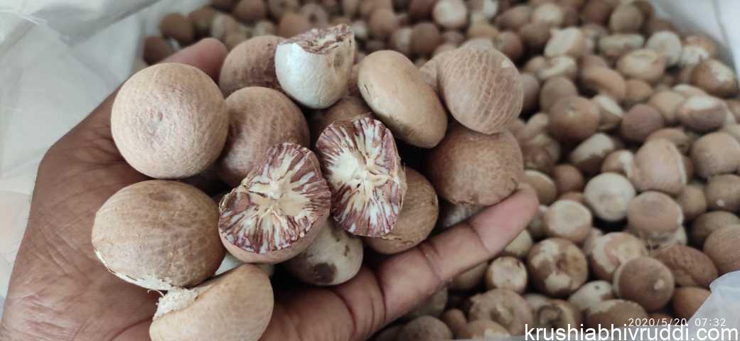 ಅಕ್ಟೋಬರ್ ತಿಂಗಳು ಅಡಿಕೆ ಧಾರಣೆ ನೀರಸ- ಮುಂದಿನ ಸ್ಥಿತಿ ಏನು? ಅಡಿಕೆ ಧಾರಣೆ ನೀರಸ- ಮುಂದಿನ ಸ್ಥಿತಿ ಏನು
