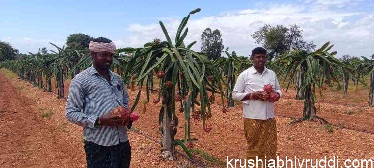 ಡ್ರಾಗನ್ ಹಣ್ಣಿನ ಬೆಳೆಯಿಂದ ರೈತರ ಆದಾಯ ಹೆಚ್ಚಲಾರಂಭಿಸಿದೆ