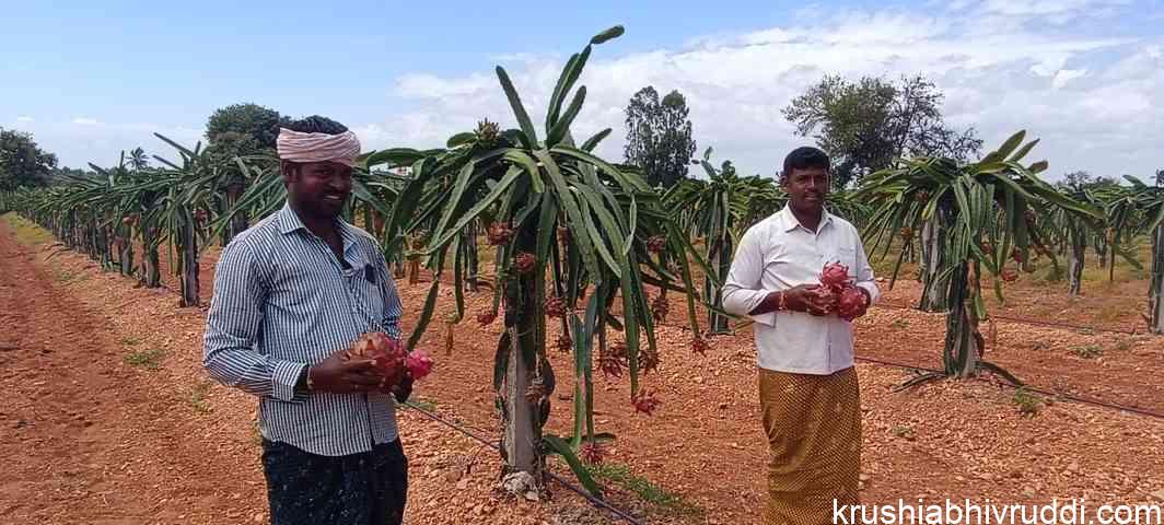 ಡ್ರಾಗನ್ ಹಣ್ಣಿನ ಬೆಳೆಯಿಂದ ರೈತರ ಆದಾಯ ಹೆಚ್ಚಲಾರಂಭಿಸಿದೆ ಡ್ರಾಗನ್ ಹಣ್ಣಿನ ಬೆಳೆಯಿಂದ ರೈತರ ಆದಾಯ