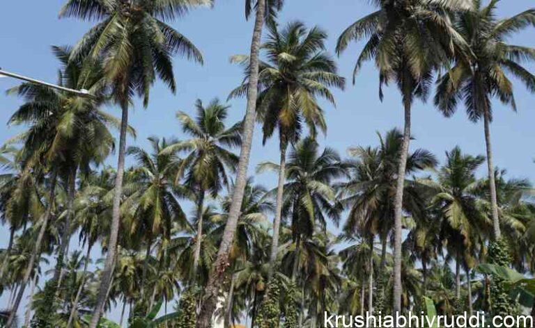 visible characteristics of a healthy coconut palm