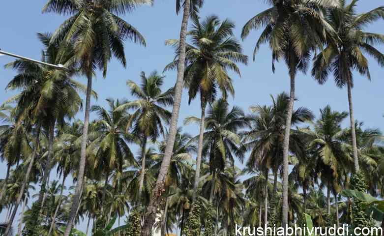 visible characteristics of a healthy coconut palm