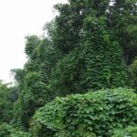 ಜೀವವೈವಿಧ್ಯಗಳಿಗೆ ಉರುಳಾಗುತ್ತಿರುವ ರಬ್ಬರ್ ತೋಟದ ಬಳ್ಳಿಗಳು