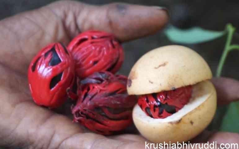 ಜಾಯಿ ಸಾಂಬಾರ ಬೆಳೆಸಲು ಕಸಿ ಗಿಡದ ಅವಶ್ಯಕತೆ