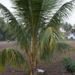 THE SECRET OF THE COCONUT PLANTING METHOD