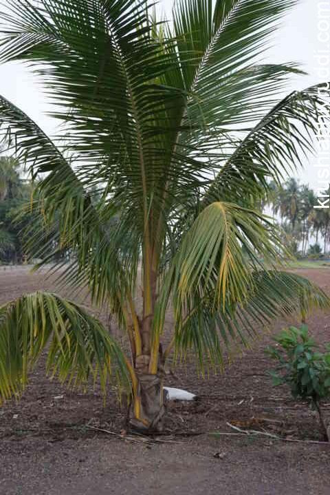 THE SECRET OF THE COCONUT PLANTING METHOD