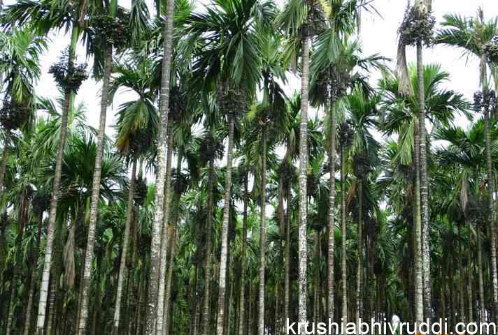 ಅಡಿಕೆ ಬೆಳೆಗಾರೇ ಆತಂಕ ಬೇಡ- ಉತ್ಪಾದನೆ ಹೆಚ್ಚಾಗಿ ಬೆಲೆ ನೆಲಕಚ್ಚುವ ಸಾಧ್ಯತೆ ಇಲ್ಲ