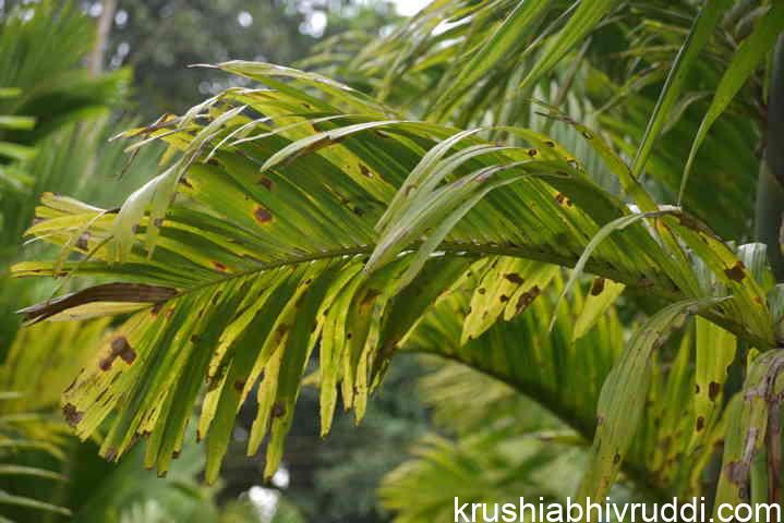 ಎಲೆ ಚುಕ್ಕೆ ರೋಗ ಔಷದೋಪಚಾರ – ತಿಳಿದು ಮಾಡದಿದ್ದರೆ ಸಮಸ್ಯೆ ಇನ್ನೂ ಹೆಚ್ಚಾಗಬಹುದು