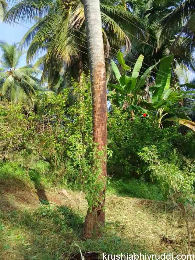 ತೆಂಗಿನ ಮರದ ಕಾಂಡದಿಂದ ರಸ ಸೋರುವ ರೋಗ