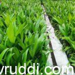 ಅಡಿಕೆ ಸಸಿ ಆಯ್ಕೆ ಮಾಡುವಾಗ ಈಗ ಯಾವ ಮುಂಜಾಗ್ರತೆ ವಹಿಸಬೇಕು?