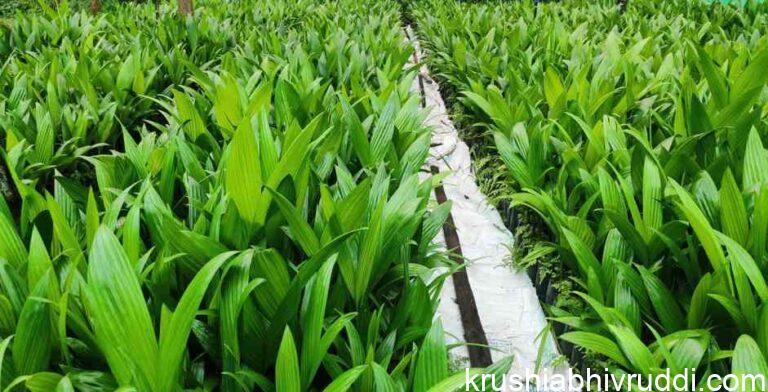 ಅಡಿಕೆ ಸಸಿ ಆಯ್ಕೆ ಮಾಡುವಾಗ ಈಗ ಯಾವ ಮುಂಜಾಗ್ರತೆ ವಹಿಸಬೇಕು?