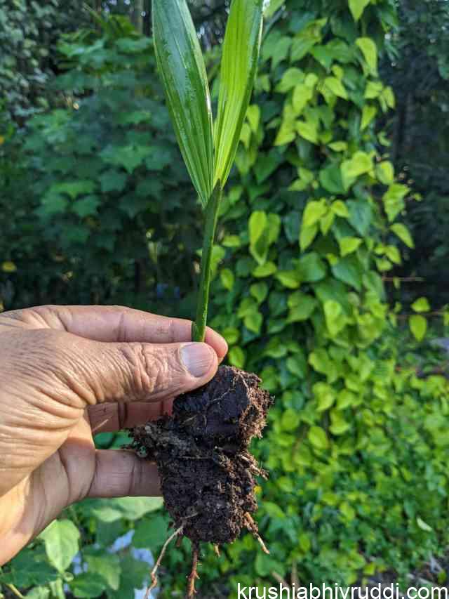 ಅಡಿಕೆ ಗಿಡ ಮಾಡಲು ಮೊಳಕೆ ಬರಿಸುವ ಸೂಕ್ತ ವಿಧಾನ