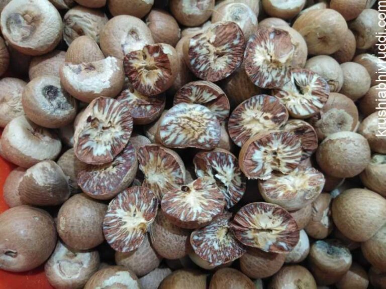 ಅಡಿಕೆ ಮಾರುಕಟ್ಟೆಯಲ್ಲಿ ತಲ್ಲಣಿಕೆ. ಮುಂದಿದೆ ಭಾರೀ ಅನಿಶ್ಚಿತತೆ.