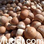 ಅಡಿಕೆಯ ಕಥೆ ಏನಾಗಿದೆ? ಯಾಕೆ ದಿನದಿಂದ ದಿನಕ್ಕೆ ದರ ಇಳಿಯುತ್ತಿದೆ?