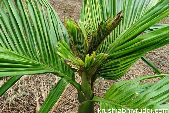 ಅಡಿಕೆ ಮರದ ಸುಳಿ ಮುರುಟುವುದಕ್ಕೆ ಕಾರಣ ಮತ್ತು ಪರಿಹಾರ