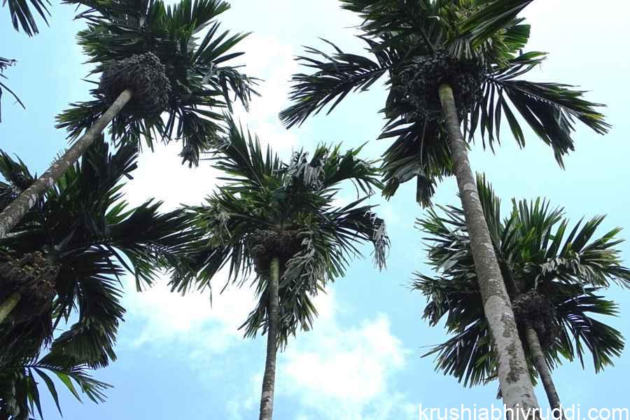 ಖರ್ಚು ಕಡಿಮೆಮಾಡಿ ಅಧಿಕ ಫಸಲು ಪಡೆಯುವ ಸರಳ ವಿಧಾನ