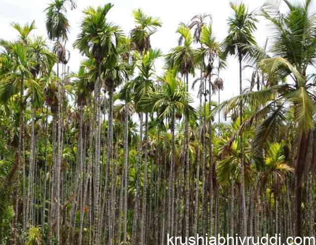 ಕೃಷಿ ಮತ್ತು ಮನುಕುಲಕ್ಕೆ ಆತಂಕ ಉಂಟುಮಾಡುತ್ತಿದೆ ಪ್ರಕೃತಿಯ ಮುನಿಸು