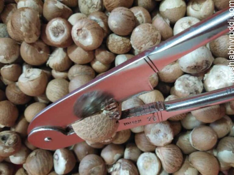 ಅಡಿಕೆಗೆ ಯಾವಾಗ ದರ ಏರಿಕೆ ಆಗಬಹುದು? ಏನೆಲ್ಲಾ ಸಾಧ್ಯತೆಗಳಿವೆ?