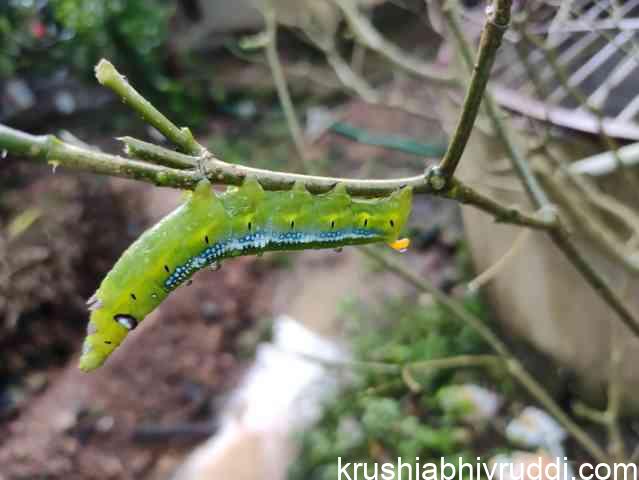 ರಾಸಾಯನಿಕ ಕೀಟ-ರೋಗ ನಾಶಕಗಳ ಬದಲಿಗೆ ಜೈವಿಕ ಪರ್ಯಾಯ