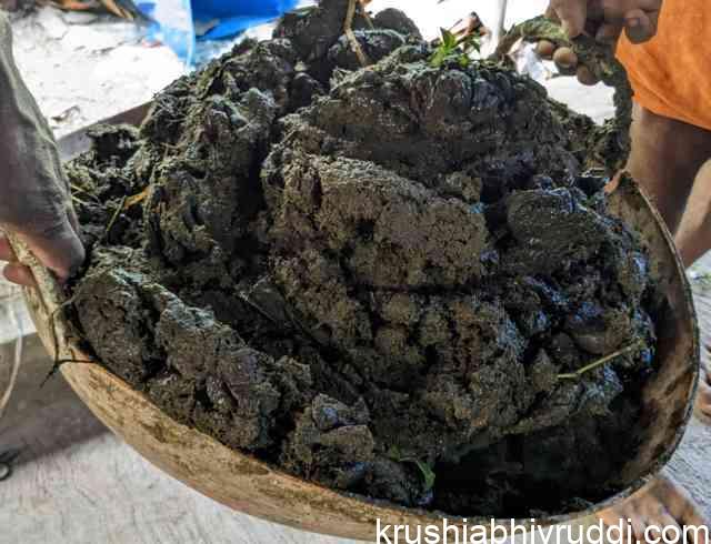 ಒಂದು ಬುಟ್ಟಿ ಸಗಣಿಗೆ ಬೆಲೆ ರೂ.500 ಕ್ಕೂ ಹೆಚ್ಚು!