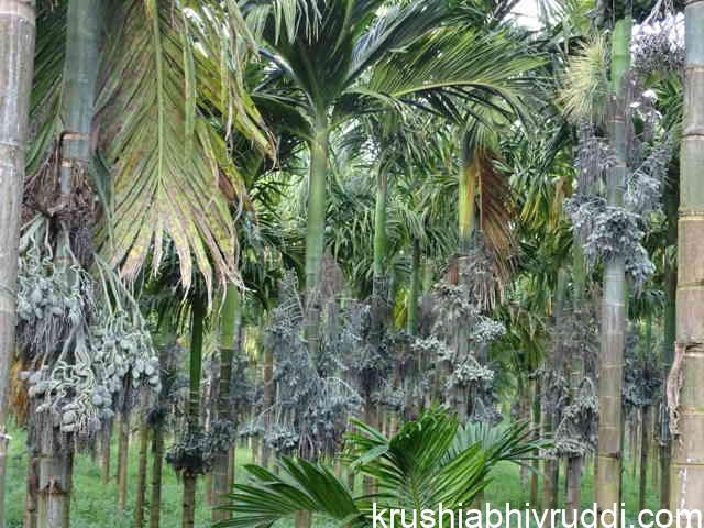 Which land and environment is more suitable for areca nut cultivation? land and environment is more suitable for areca nut cultivation