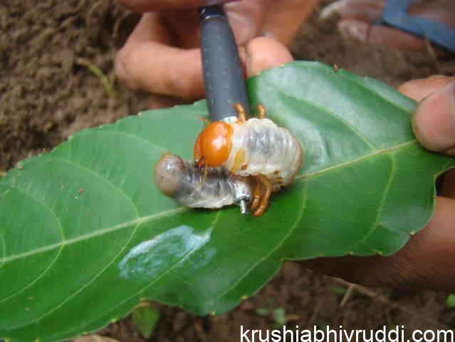 ರಾಸಾಯನಿಕ ಕೀಟ-ರೋಗ ನಾಶಕಗಳ ಬದಲಿಗೆ ಇರುವ ತಯಾರಿಕೆಗ