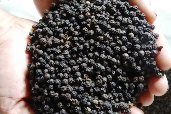 ಕರಿಮೆಣಸಿನ ಬೆಲೆ ಭಾರೀ ಏರಿಕೆ ಸಂಭವ