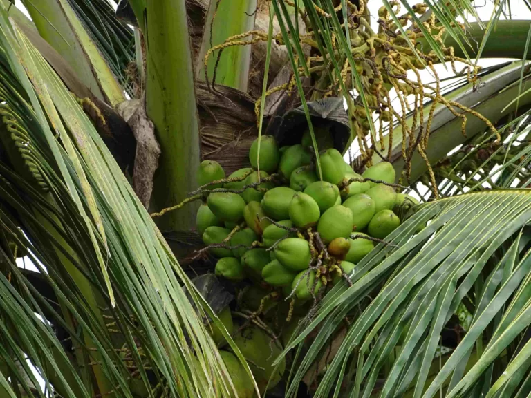 ತೆಂಗಿನ ನುಶಿ ಪೀಡೆಗೆ ಗೊಬ್ಬರದಲ್ಲೇ ಔಷಧಿ ಇದೆ.