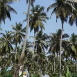 ತೆಂಗು ಬೆಳೆಗಾರರನ್ನು ಉಳಿಸಿ- ಇಲ್ಲವಾದರೆ ತೆಂಗು ಬೆಳೆಯೇ ಕ್ಷೀಣಿಸಬಹುದು!