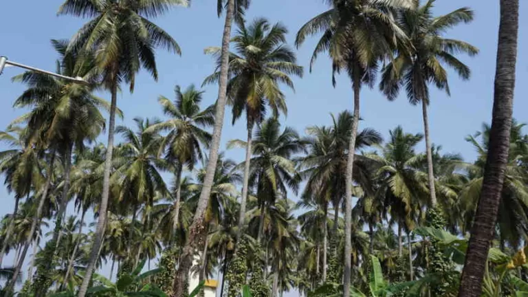 ತೆಂಗು ಬೆಳೆಗಾರರನ್ನು ಉಳಿಸಿ- ಇಲ್ಲವಾದರೆ ತೆಂಗು ಬೆಳೆಯೇ ಕ್ಷೀಣಿಸಬಹುದು!