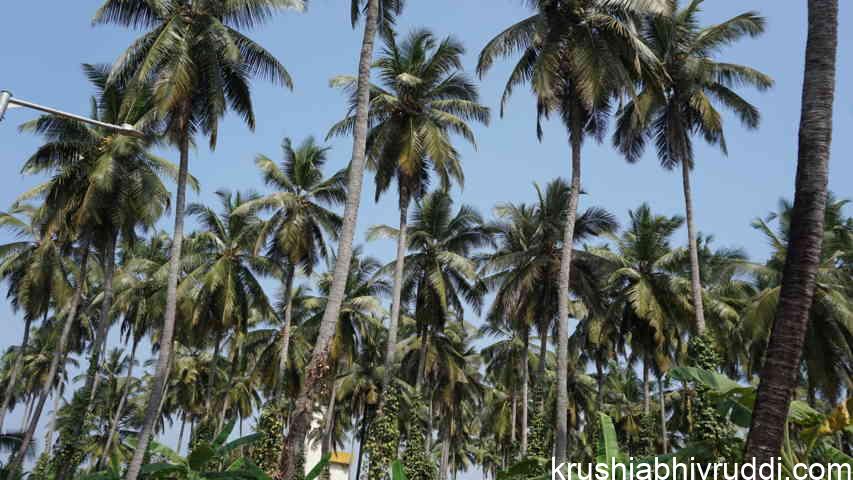 ತೆಂಗು ಬೆಳೆಗಾರರನ್ನು ಉಳಿಸಿ- ಇಲ್ಲವಾದರೆ ತೆಂಗು ಬೆಳೆಯೇ ಕ್ಷೀಣಿಸಬಹುದು!