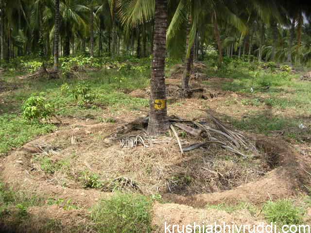ತೆಂಗಿನ ಮರಗಳಿಗೆ ಯಾವಾಗ ಹೇಗೆ ಗೊಬ್ಬರ ಹಾಕಬೇಕು?