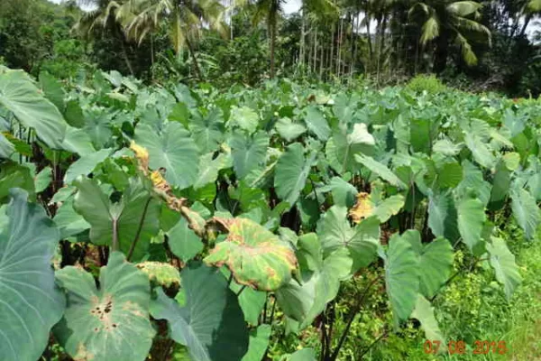 ತೋಟದಲ್ಲಿ ಕೆಸು ಕಳೆಯ ನಿಯಂತ್ರಣ ವಿಧಾನ.