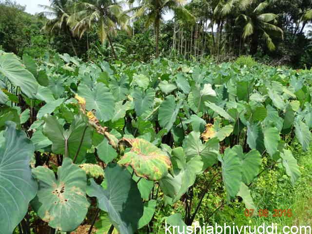 ತೋಟದಲ್ಲಿ ಕೆಸು ಕಳೆಯ ನಿಯಂತ್ರಣ ವಿಧಾನ.