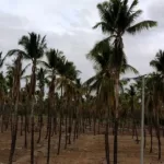 ನೀರಿಗೆ ಬರ ಬಂದರೆ ? -. ಕಡಿಮೆ ನೀರಿನಲ್ಲಿ ಹೇಗೆ ಬೆಳೆ ಉಳಿಸಿಕೊಳ್ಳುವುದು