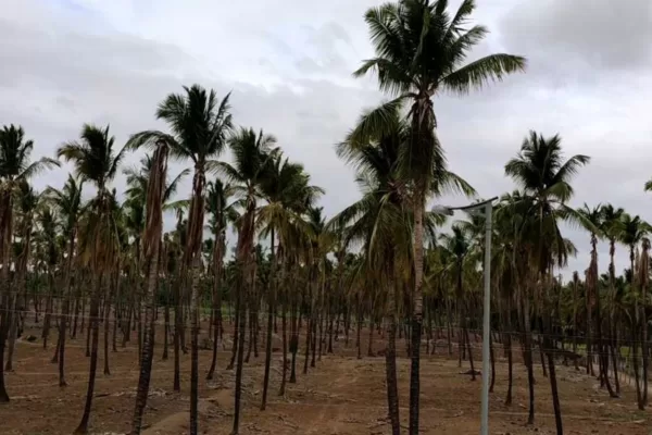 ನೀರಿಗೆ ಬರ ಬಂದರೆ ? ಕಡಿಮೆ ನೀರಿನಲ್ಲಿ ಹೇಗೆ ಬೆಳೆ ಉಳಿಸಿಕೊಳ್ಳುವುದು? ನೀರಿಗೆ ಬರ ಬಂದರೆ ? -. ಕಡಿಮೆ ನೀರಿನಲ್ಲಿ ಹೇಗೆ ಬೆಳೆ ಉಳಿಸಿಕೊಳ್ಳುವುದು