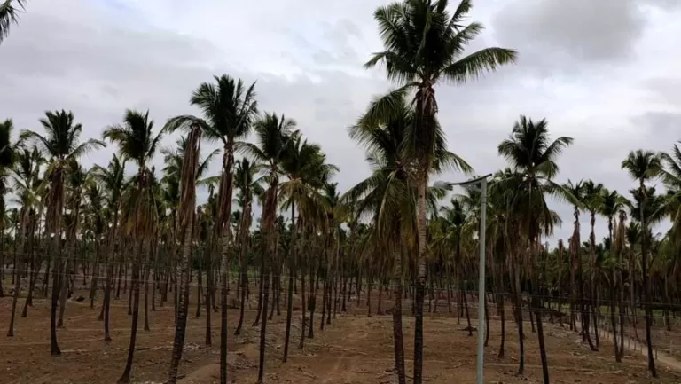 ನೀರಿಗೆ ಬರ ಬಂದರೆ ? -. ಕಡಿಮೆ ನೀರಿನಲ್ಲಿ ಹೇಗೆ ಬೆಳೆ ಉಳಿಸಿಕೊಳ್ಳುವುದು
