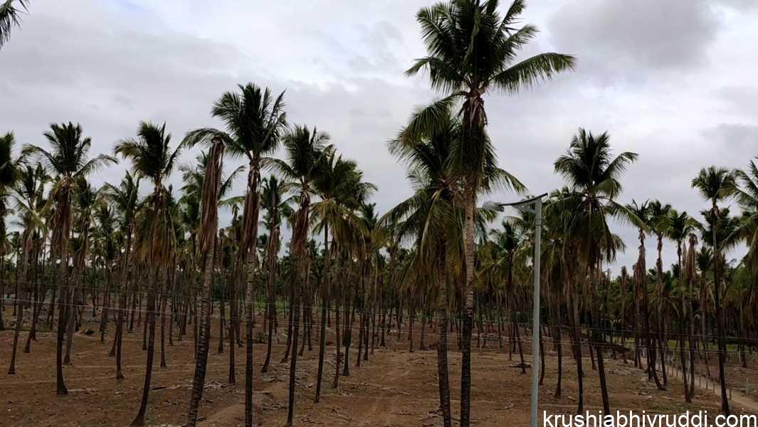 ನೀರಿಗೆ ಬರ ಬಂದರೆ ? -. ಕಡಿಮೆ ನೀರಿನಲ್ಲಿ ಹೇಗೆ ಬೆಳೆ ಉಳಿಸಿಕೊಳ್ಳುವುದು