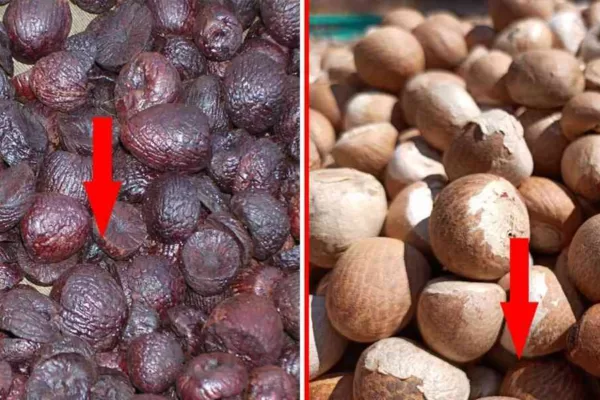 ಸಧ್ಯವೇ ಅಡಿಕೆ ಮಾರುಕಟ್ಟೆ ಕುಸಿತ ಸಾಧ್ಯತೆ.