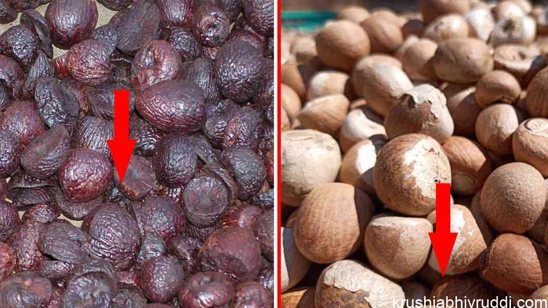ಸಧ್ಯವೇ ಅಡಿಕೆ ಮಾರುಕಟ್ಟೆ ಕುಸಿತ ಸಾಧ್ಯತೆ.