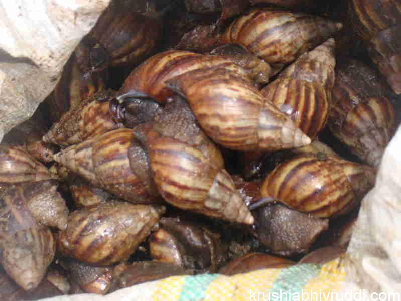 ಜೀವ ವೈವಿಧ್ಯಗಳ ನಾಶ – ಭಾರತದ ಕೃಷಿಗೆ ಅತೀ ದೊಡ್ಡ ಆತಂಕ