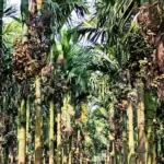 ಬೆಳೆಗಾರರೇ ಎಚ್ಚರ! ಅಡಿಕೆ ಬೆಳೆ ಭವಿಷ್ಯ ಭಾರೀ ಅತಂತ್ರವಾಗಿದೆ