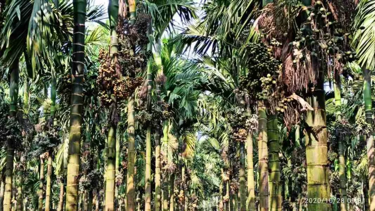 ಬೆಳೆಗಾರರೇ ಎಚ್ಚರ! ಅಡಿಕೆ ಬೆಳೆ ಭವಿಷ್ಯ ಭಾರೀ ಅತಂತ್ರವಾಗಿದೆ.