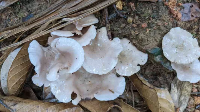 ಹೊಲದಲ್ಲಿ ಯಾಕೆ ಅಣಬೆ ಯಾಕೆ ಬೆಳೆಯುತ್ತದೆ? ಅದರಿಂದ ಕೃಷಿಗೆ ಲಾಭ ಏನು?