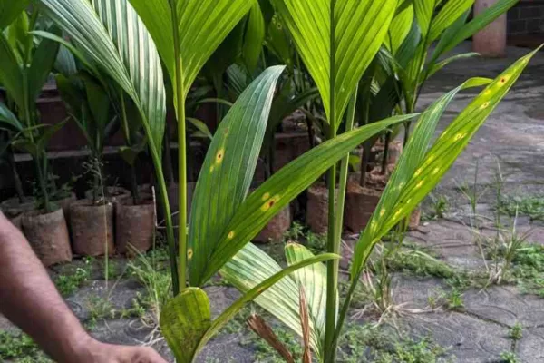 ಅಡಿಕೆ ಸಸಿ ನೆಡುವವರು ಗಮನಿಸಿ- ಇಂತಹ ಅಡಿಕೆ ಸಸಿ ನೆಡಬೇಡಿ.