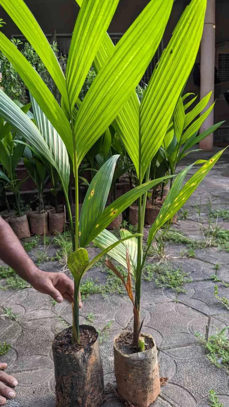 ಅಡಿಕೆ ಸಸಿ ನೆಡುವವರು ಗಮನಿಸಿ- ಇಂತಹ ಅಡಿಕೆ ಸಸಿ ನೆಡಬೇಡಿ.