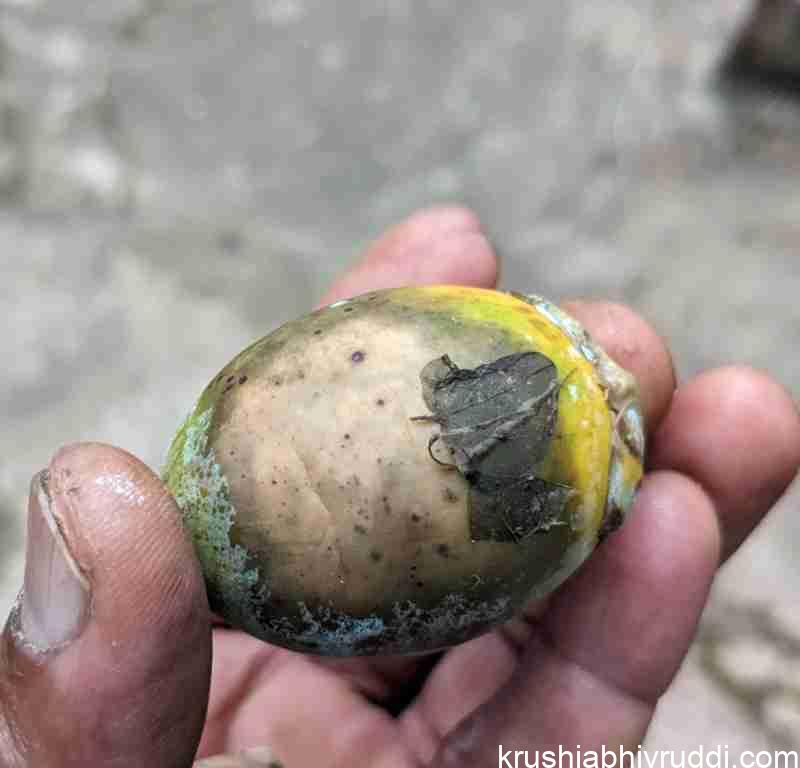 ಅಡಿಕೆ ಕಾಯಿಗಳು ಯಾಕೆ ಹೀಗಾಗುತ್ತವೆ? ಏನು ಪರಿಹಾರ?