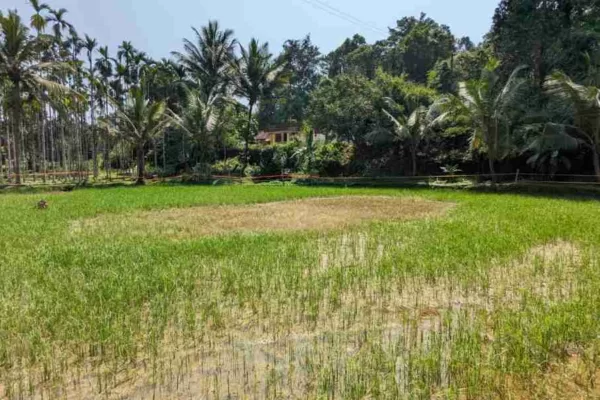 ಭತ್ತದ ಗರಿ ಹುಳ – ಹೇಗೆ ಬರುತ್ತದೆ? ನಿವಾರಣೋಪಾಯ ಏನು? ಭತ್ತದ ಗರಿ ಹುಳ – ಹೇಗೆ ಬರುತ್ತದೆ? ನಿವಾರಣೋಪಾಯ ಏನು?