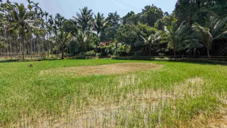 ಭತ್ತದ ಗರಿ ಹುಳ – ಹೇಗೆ ಬರುತ್ತದೆ? ನಿವಾರಣೋಪಾಯ ಏನು?   