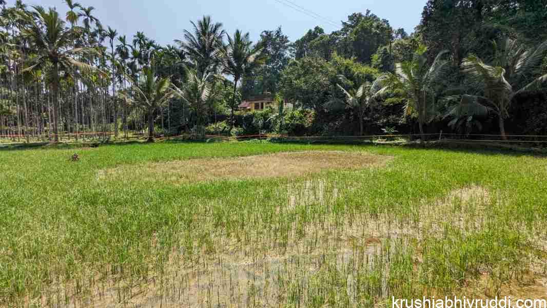 ಭತ್ತದ ಗರಿ ಹುಳ – ಹೇಗೆ ಬರುತ್ತದೆ? ನಿವಾರಣೋಪಾಯ ಏನು?
